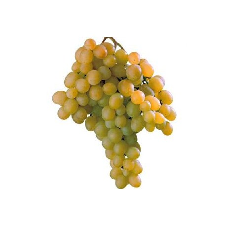 Uva da tavola igp, uva italia 